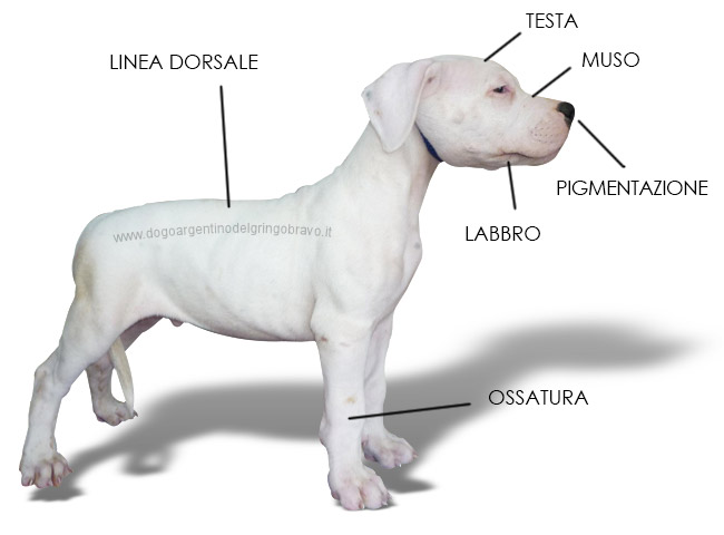 Cucciolo Dogo Argentino