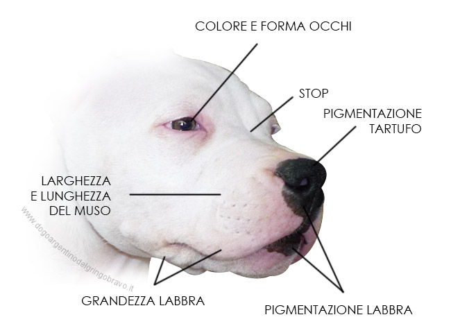 Testa Cucciolo Dogo Argentino